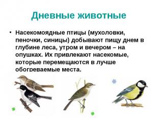 Дневные животные Насекомоядные птицы (мухоловки, пеночки, синицы) добывают пищу