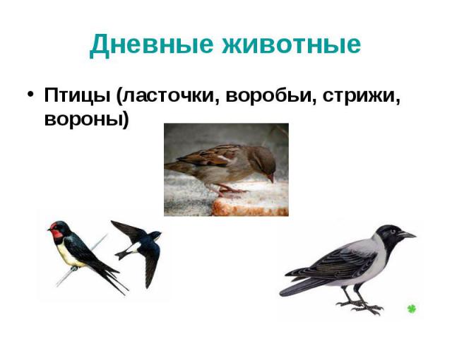 Дневные животные Птицы (ласточки, воробьи, стрижи, вороны)