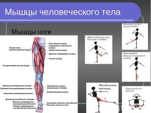 Мышцы ноги Мышцы ноги