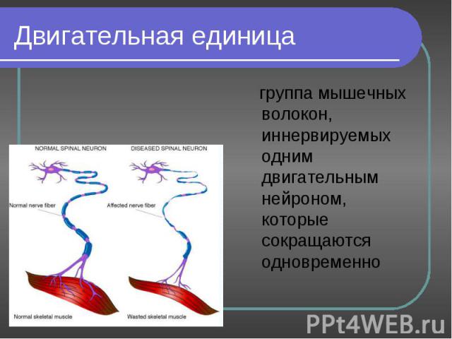 группа мышечных волокон, иннервируемых одним двигательным нейроном, которые сокращаются одновременно группа мышечных волокон, иннервируемых одним двигательным нейроном, которые сокращаются одновременно