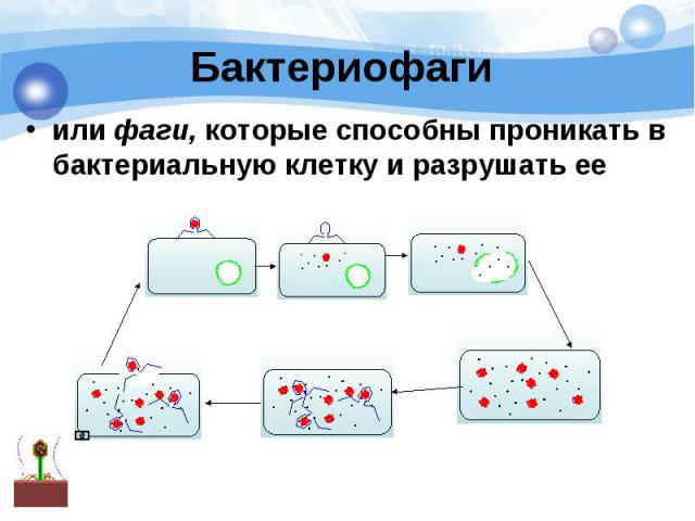 Бактериофаги или фаги, которые способны проникать в бактериальную клетку и разрушать ее