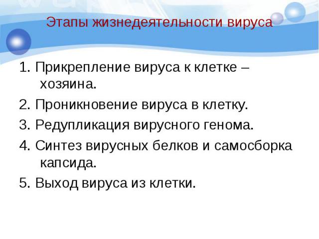 Этапы жизнедеятельности вируса 1. Прикрепление вируса к клетке –хозяина. 2. Проникновение вируса в клетку. 3. Редупликация вирусного генома. 4. Синтез вирусных белков и самосборка капсида. 5. Выход вируса из клетки.