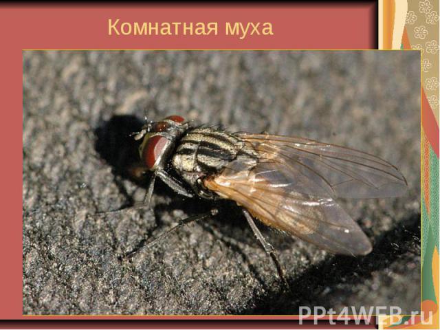 Комнатная муха