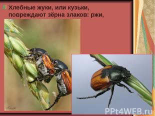 Хлебные жуки, или кузьки, повреждают зёрна злаков: ржи, ячменя, пшеницы. Хлебные