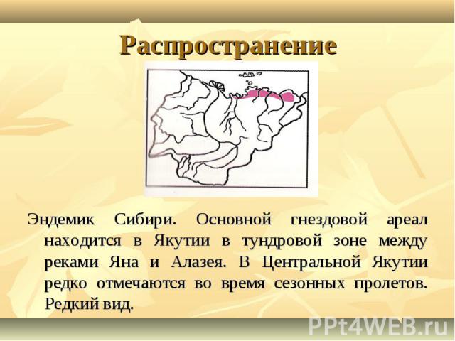 Эндемик Сибири. Основной гнездовой ареал находится в Якутии в тундровой зоне между реками Яна и Алазея. В Центральной Якутии редко отмечаются во время сезонных пролетов. Редкий вид. Эндемик Сибири. Основной гнездовой ареал находится в Якутии в тундр…