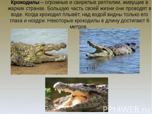 Крокодилы – огромные и свирепые рептилии, живущие в жарких странах. Большую част