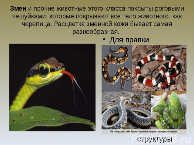 Змеи и прочие животные этого класса покрыты роговыми чешуйками, которые покрывают все тело животного, как черепица. Расцветка змеиной кожи бывает самая разнообразная.