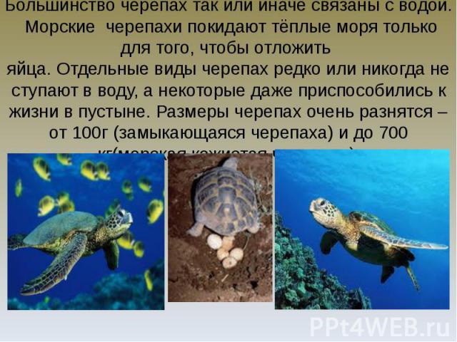 Большинство черепах так или иначе связаны с водой. Морские черепахи покидают тёплые моря только для того, чтобы отложить яйца. Отдельные виды черепах редко или никогда не ступают в воду, а некоторые даже приспособились к жизни в пустыне. Размеры чер…