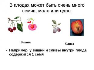 Например, у вишни и сливы внутри плода содержится 1 семя Например, у вишни и сли