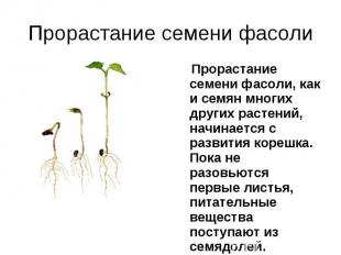 Прорастание семени фасоли, как и семян многих других растений, начинается с разв