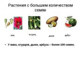У мака, огурцов, дыни, арбуза – более 100 семян. У мака, огурцов, дыни, арбуза –