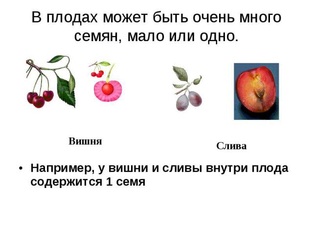Например, у вишни и сливы внутри плода содержится 1 семя Например, у вишни и сливы внутри плода содержится 1 семя