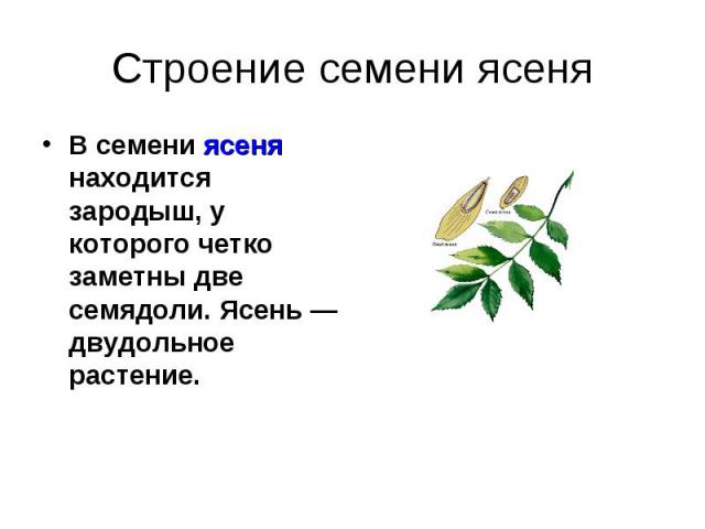 В семени ясеня находится зародыш, у которого четко заметны две семядоли. Ясень —двудольное растение. В семени ясеня находится зародыш, у которого четко заметны две семядоли. Ясень —двудольное растение.