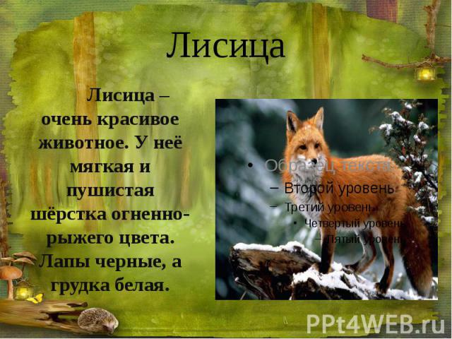 Лисица Лисица – очень красивое животное. У неё мягкая и пушистая шёрстка огненно-рыжего цвета. Лапы черные, а грудка белая.