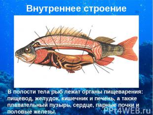 В полости тела рыб лежат органы пищеварения: пищевод, желудок, кишечник и печень