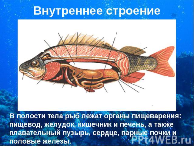 В полости тела рыб лежат органы пищеварения: пищевод, желудок, кишечник и печень, а также плавательный пузырь, сердце, парные почки и половые железы. В полости тела рыб лежат органы пищеварения: пищевод, желудок, кишечник и печень, а также плаватель…