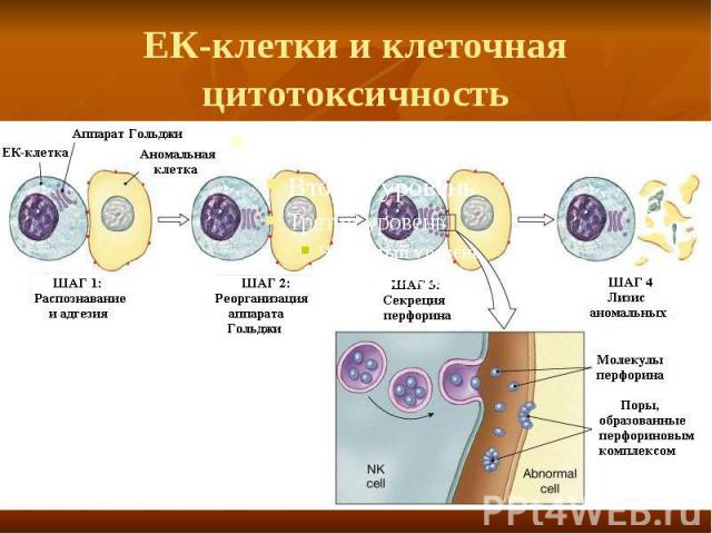 ЕК-клетки и клеточная цитотоксичность