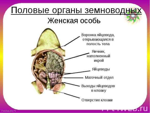 Половые органы земноводных