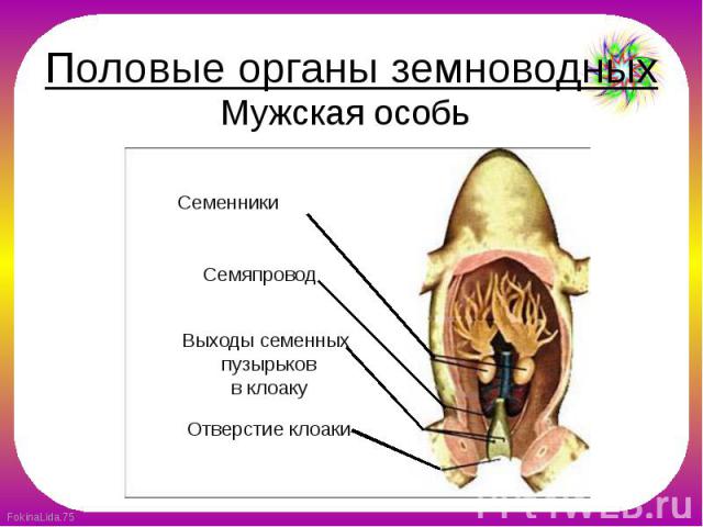 Половые органы земноводных