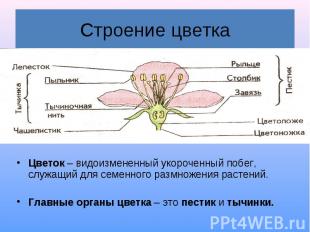 Цветок – видоизмененный укороченный побег, служащий для семенного размножения ра