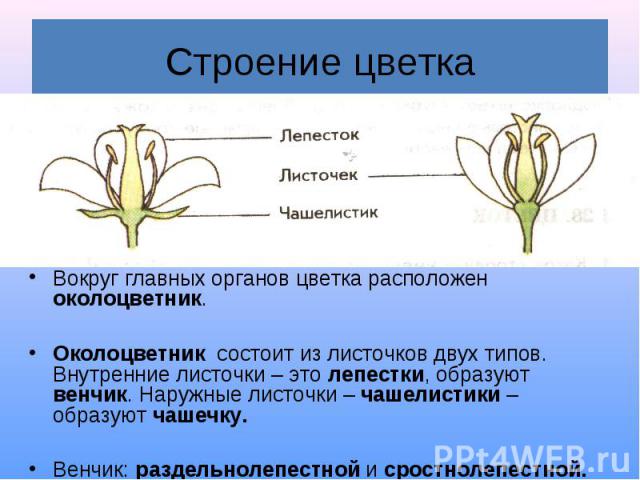 Вокруг главных органов цветка расположен околоцветник. Вокруг главных органов цветка расположен околоцветник. Околоцветник состоит из листочков двух типов. Внутренние листочки – это лепестки, образуют венчик. Наружные листочки – чашелистики – образу…