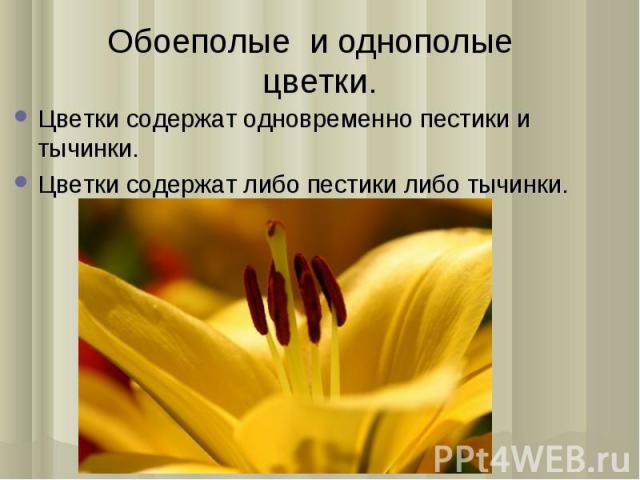 Цветки содержат одновременно пестики и тычинки. Цветки содержат одновременно пестики и тычинки. Цветки содержат либо пестики либо тычинки.