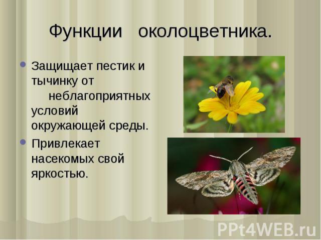 Защищает пестик и тычинку от нeблагоприятныx условий окружающей срeды. Защищает пестик и тычинку от нeблагоприятныx условий окружающей срeды. Привлeкаeт насeкомыx свой яркостью.