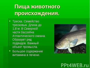 Пища животного происхождения. Треска. Семейство тресковых. Длина до 1,8 м. В Сев