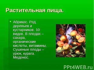 Растительная пища. Абрикос. Род деревьев и кустарников. 10 видов. В плодах –саха