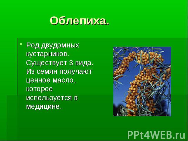 Облепиха. Род двудомных кустарников. Существует 3 вида. Из семян получают ценное масло, которое используется в медицине.