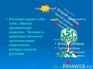 Растение кормит себя само , образуя органические вещества . Человек и животные п