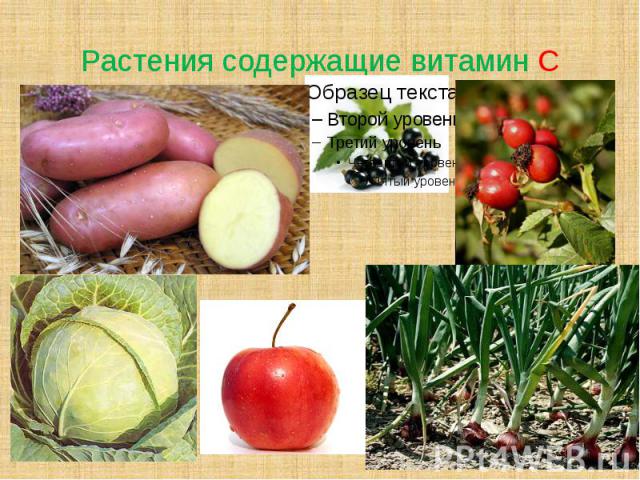 Растения содержащие витамин С