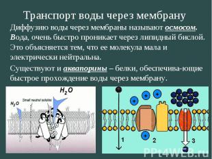 Диффузию воды через мембраны называют осмосом. Вода, очень быстро проникает чере