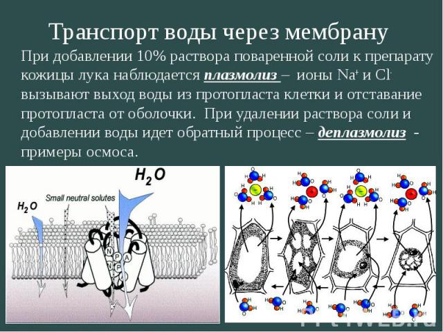 При добавлении 10% раствора поваренной соли к препарату кожицы лука наблюдается плазмолиз – ионы Na+ и Сl- вызывают выход воды из протопласта клетки и отставание протопласта от оболочки. При удалении раствора соли и добавлении воды идет обратный про…