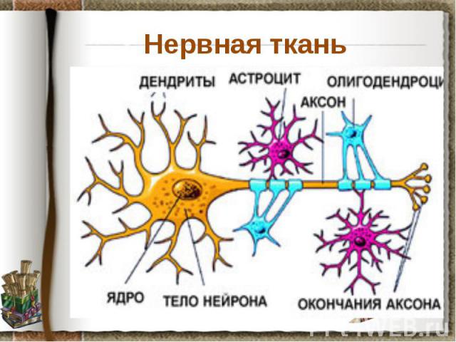 Нервная ткань Задание: рассмотрите препарат нервная ткань собаки, установите черты ее строения, предположите какие функции она может выполнять. Найдите на рисунке 19 (8) страницы 30 короткие и длинные отростки нейронов. Данные занесите в схему кластера.