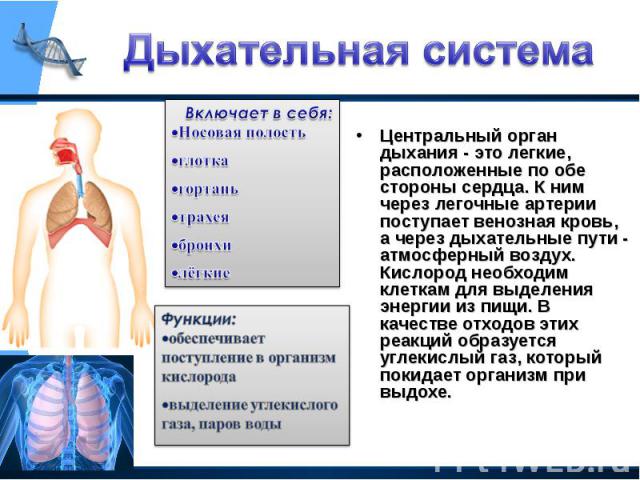 Центральный орган дыхания - это легкие, расположенные по обе стороны сердца. К ним через легочные артерии поступает венозная кровь, а через дыхательные пути - атмосферный воздух. Кислород необходим клеткам для выделения энергии из пищи. В качестве о…