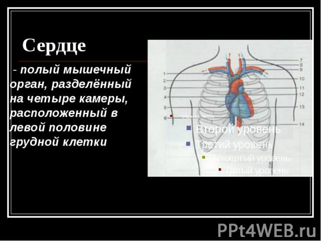 Сердце - полый мышечный орган, разделённый на четыре камеры, расположенный в левой половине грудной клетки