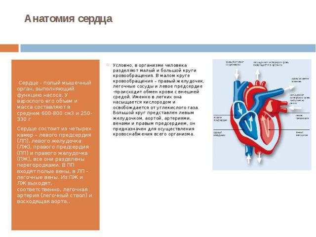 Анатомия сердца  Сердце - полый мышечный орган, выполняющий функцию насоса. У взрослого его объем и масса составляют в среднем 600-800 см3 и 250- 330 г Сердце состоит из четырех камер – левого предсердия (ЛП), левого желудочка (ЛЖ), правого пре…