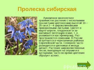 Пролеска сибирская Луковичное многолетнее травянистое растение с несколькими гра