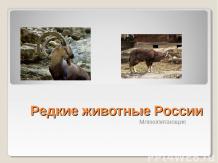 Редкие животные России.