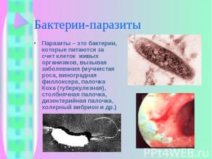 Паразиты – это бактерии, которые питаются за счет клеток живых организмов, вызыв