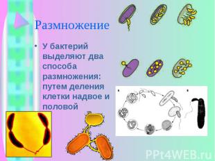 У бактерий выделяют два способа размножения: путем деления клетки надвое и полов