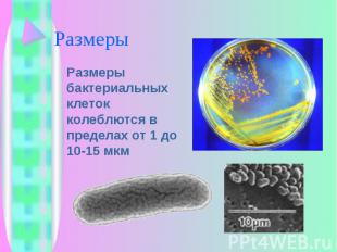 Размеры бактериальных клеток колеблются в пределах от 1 до 10-15 мкм Размеры бак