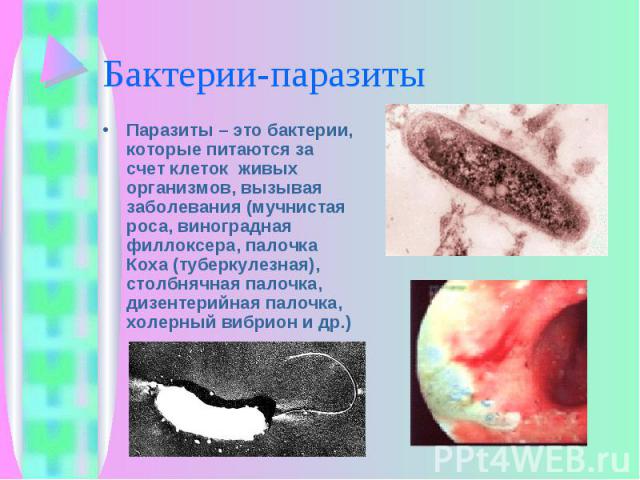 Паразиты – это бактерии, которые питаются за счет клеток живых организмов, вызывая заболевания (мучнистая роса, виноградная филлоксера, палочка Коха (туберкулезная), столбнячная палочка, дизентерийная палочка, холерный вибрион и др.) Паразиты – это …
