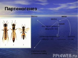 Матка митоз Матка митоз матка спермий оплодотворенное яйцо (2n=32) неоплодотворе
