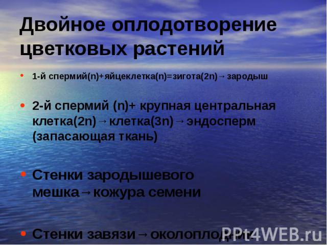 1-й спермий(n)+яйцеклетка(n)=зигота(2n)→зародыш 1-й спермий(n)+яйцеклетка(n)=зигота(2n)→зародыш 2-й спермий (n)+ крупная центральная клетка(2n)→клетка(3n)→эндосперм (запасающая ткань) Стенки зародышевого мешка→кожура семени Стенки завязи→околоплодник