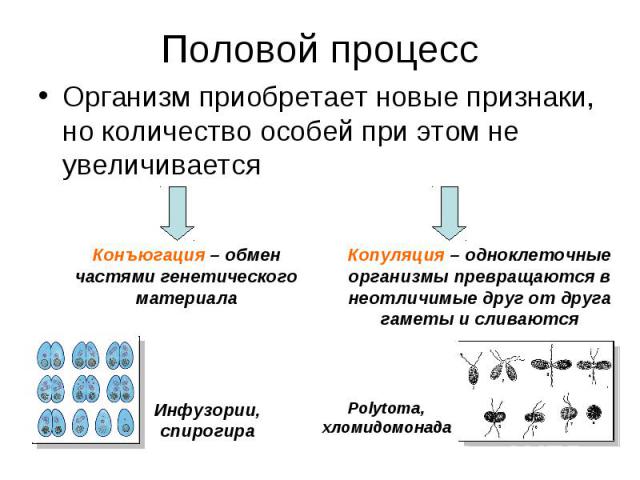 Половой процесс Организм приобретает новые признаки, но количество особей при этом не увеличивается