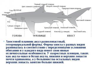 Хвостовой плавник акул разнолопастный, гетероцеркальной формы. Форма хвоста у ра