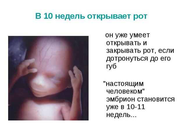 В 10 недель открывает рот он уже умеет открывать и закрывать рот, если дотронуться до его губ "настоящим человеком" эмбрион становится уже в 10-11 недель...