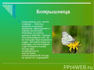 Боярышница (лат. Aporia crataegi) — бабочка, вредная плодовым деревьям, принадле